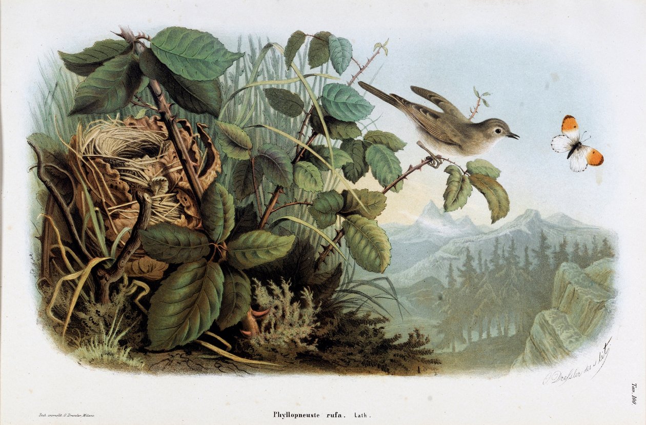 チキンベローチェ（Phyllopneuste rufa）（Chiffchaff）の表現（Chromolithography 作： エウジェニオとドレスラー オスカー・ベットーニ