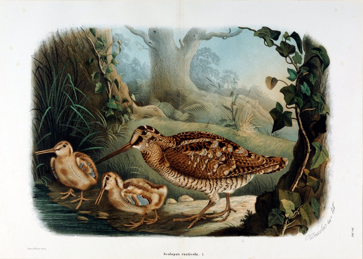 ウッドビークル（Scolopax rusticola or Woodck）の表現（クロモリトグラフィー 作： エウジェニオとドレスラー オスカー・ベットーニ