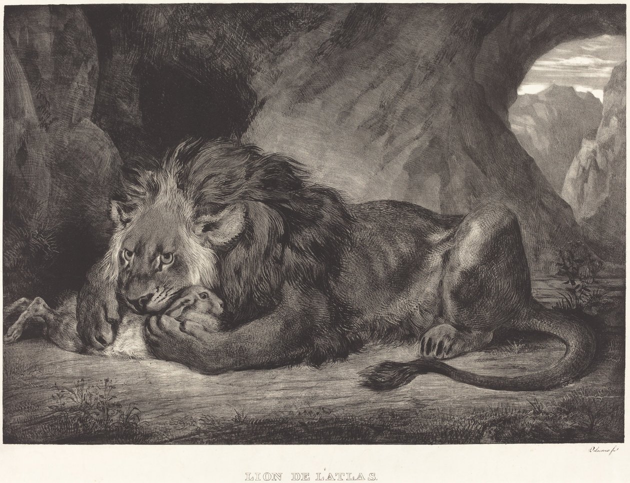 アトラス山脈のライオン Lion de l
