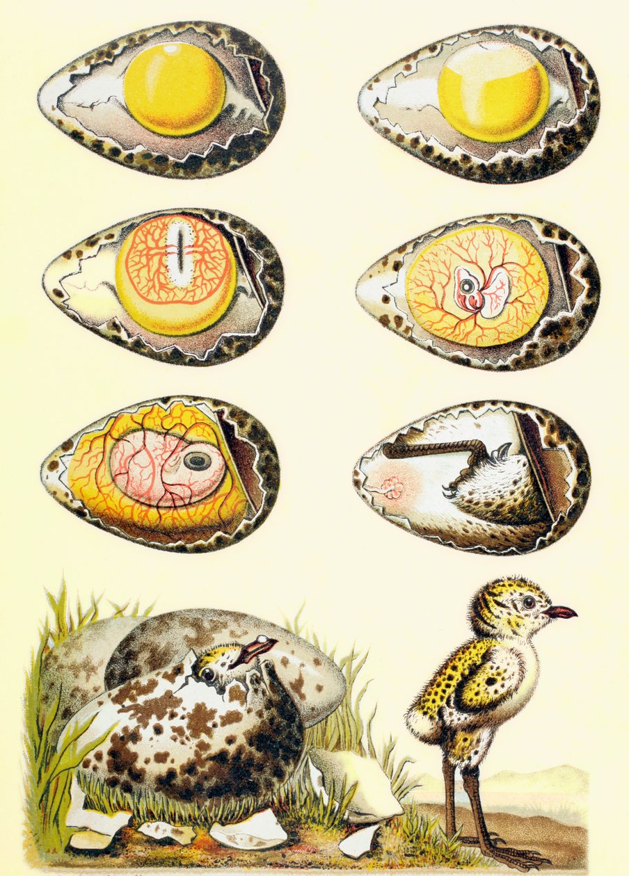 1880年にバルセロナで出版された「El Mundo Ilustrado」から、卵の中の鶏と卵から最近出現した鶏の進化 作： ヨーロピアンスクール