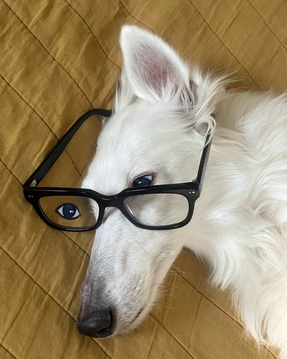 眼鏡をかけたベッドの犬（デジタルアート） 作： エヴァン・スクラー