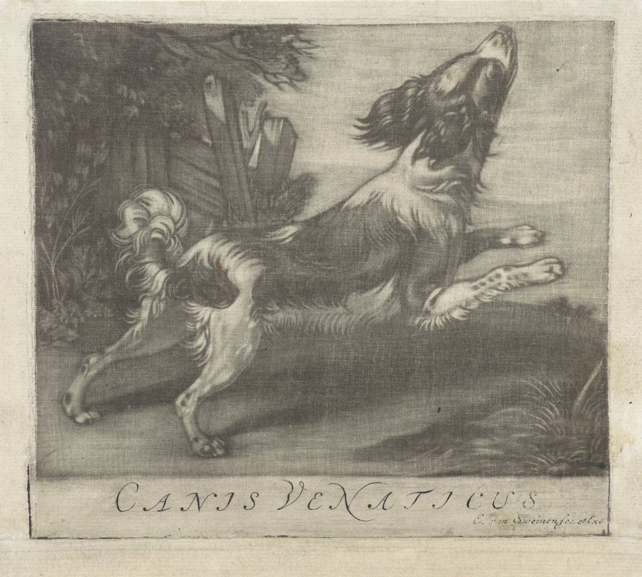 ジャンピングドッグ Canis Venaticus (オブジェクトのタイトル) 作： Evert van Sweinen