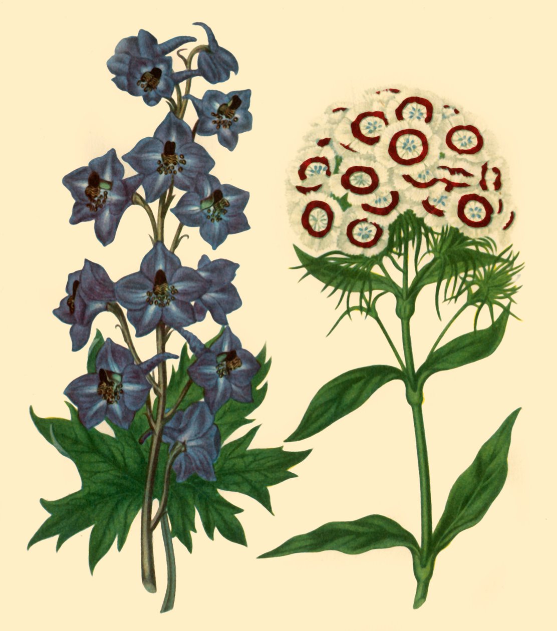 「ラークスパーとスウィート ウィリアム: Delphinium elatum と Dianthus barbatus」、1805 年、1946 年。 作： Fサンソム