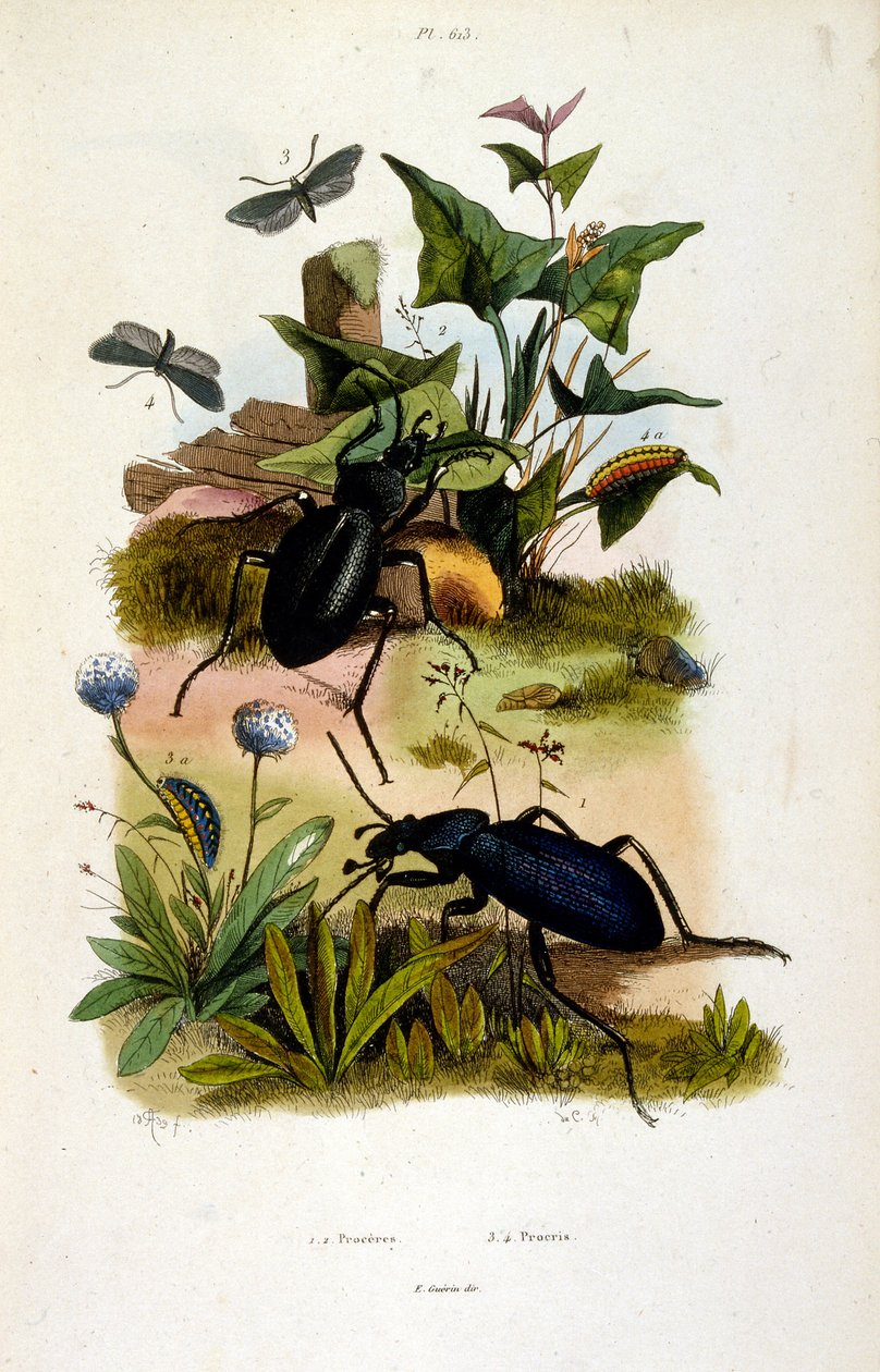F.E.ゲランによる植物学と動物学の図版。Dictionnaire pittoresque d