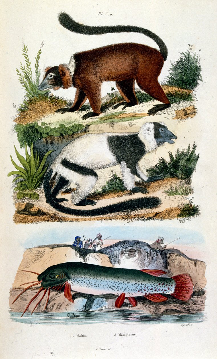 F.E.ゲランによる植物学と動物学の図版。Dictionnaire pittoresque d