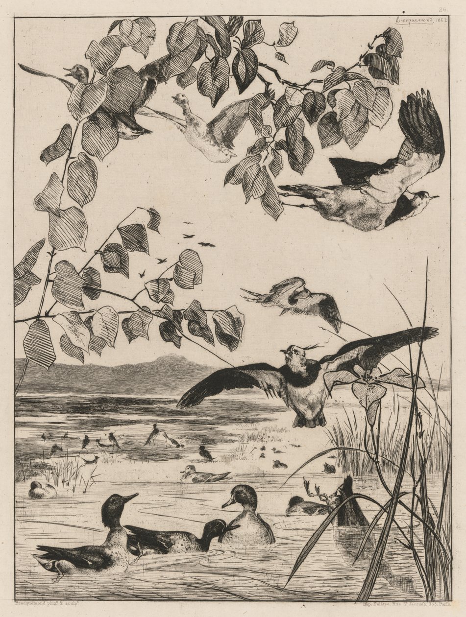 Lapwings and Teals、1862。 作： フェリックス・ブラクモンド