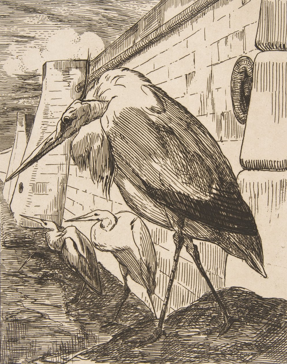 コウノトリ、1870 年代、1870 年代。 作： フェリックス・ブラクモンド
