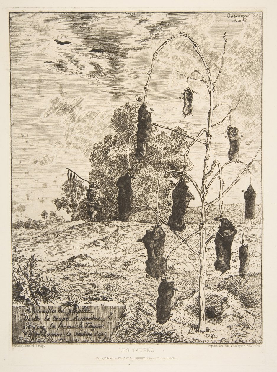 モル、1854。 作： フェリックス・ブラクモンド