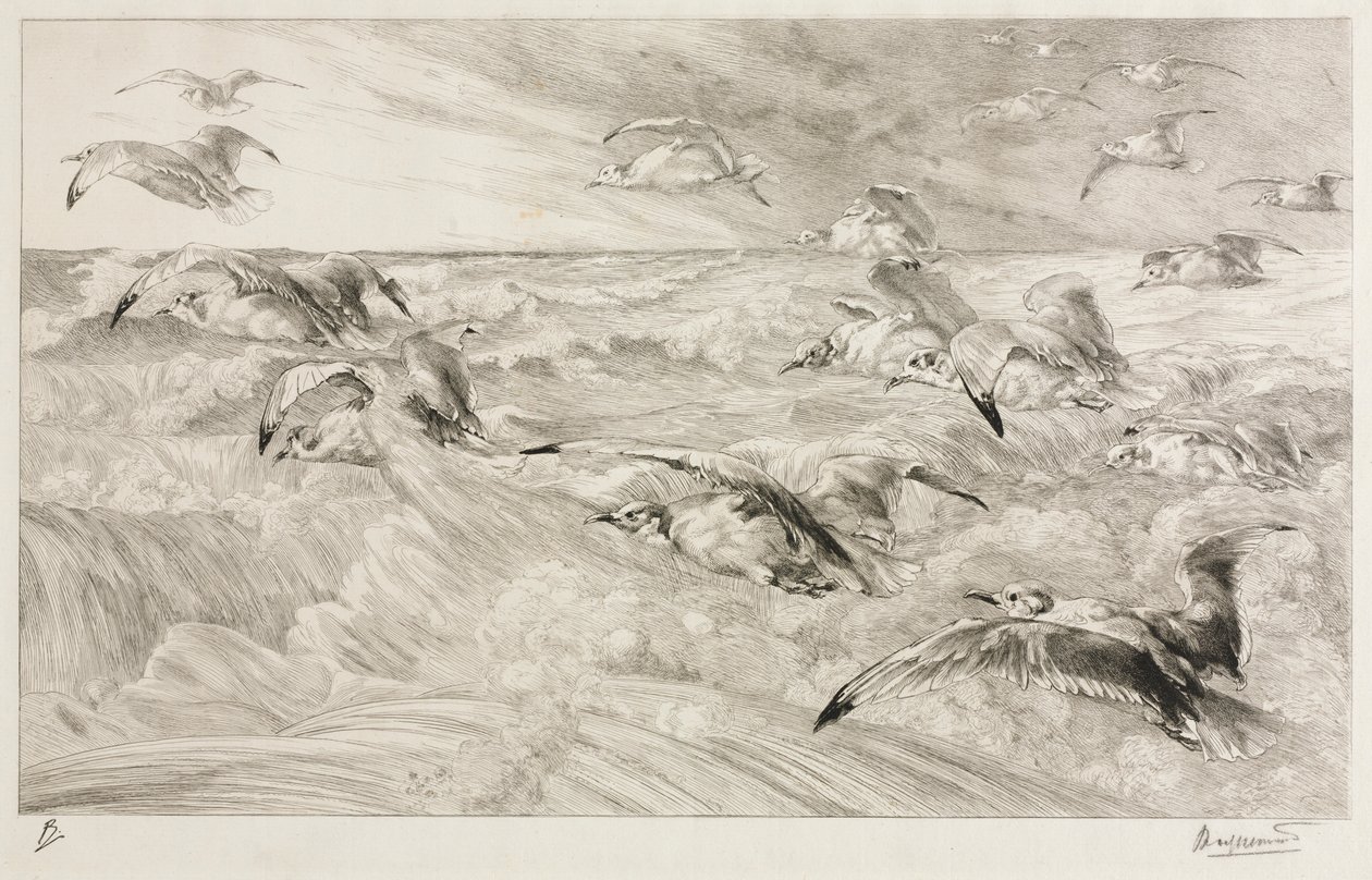 カモメ、c。 1880 作： フェリックス・ブラクモンド