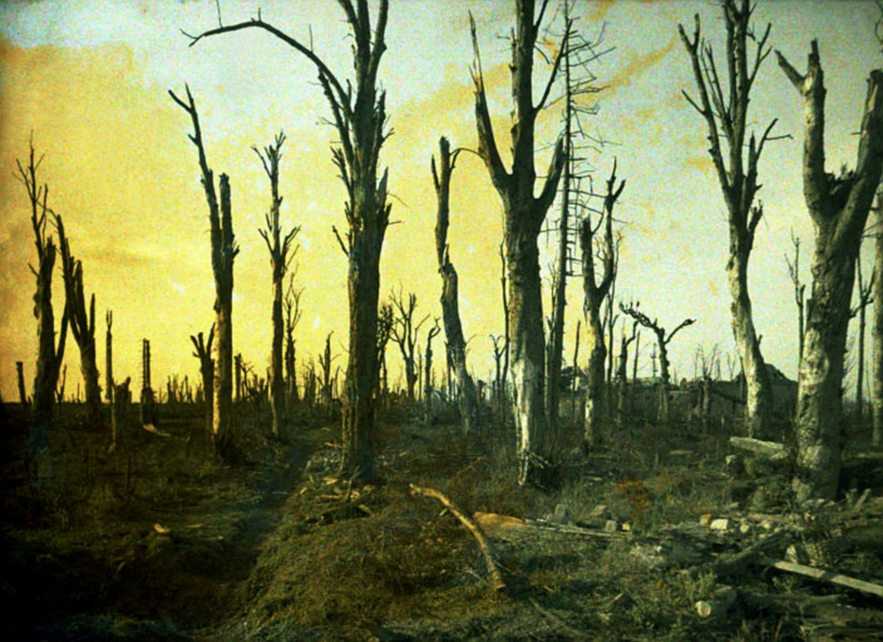 戦闘中に破壊された木々、ショール、ソンム、フランス、1917年（オートクローム） 作： フェルナンド・キュービル