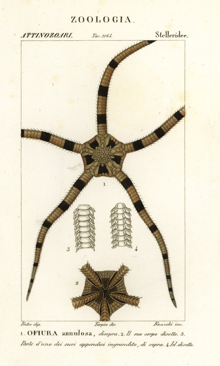 脆星棘皮動物、Ophiomastix annulosa、Ophiura annulosa 作： Finocchi Finocchi
