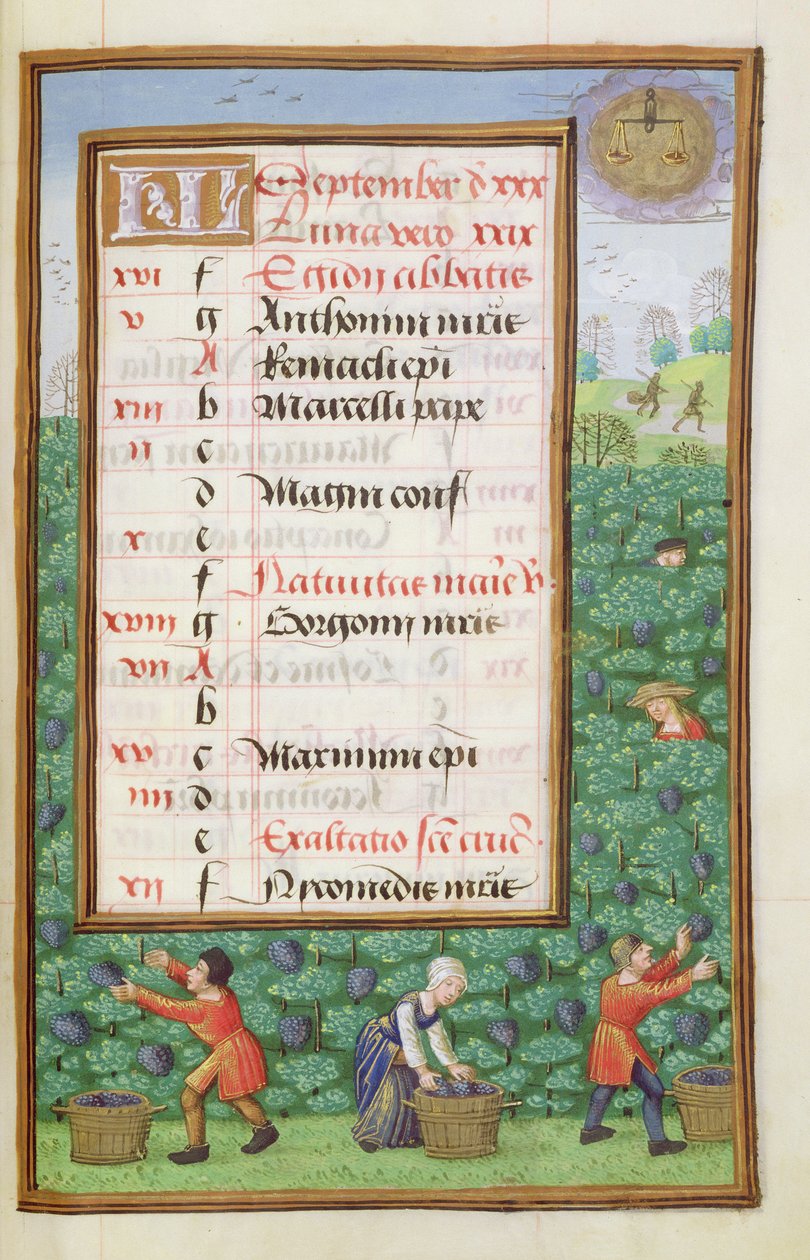 Ms 1058-1975 f9r Gathering Grapes、9月の照明付きカレンダーページ、Book of Hours、c.1500から 作： フランドルの学校