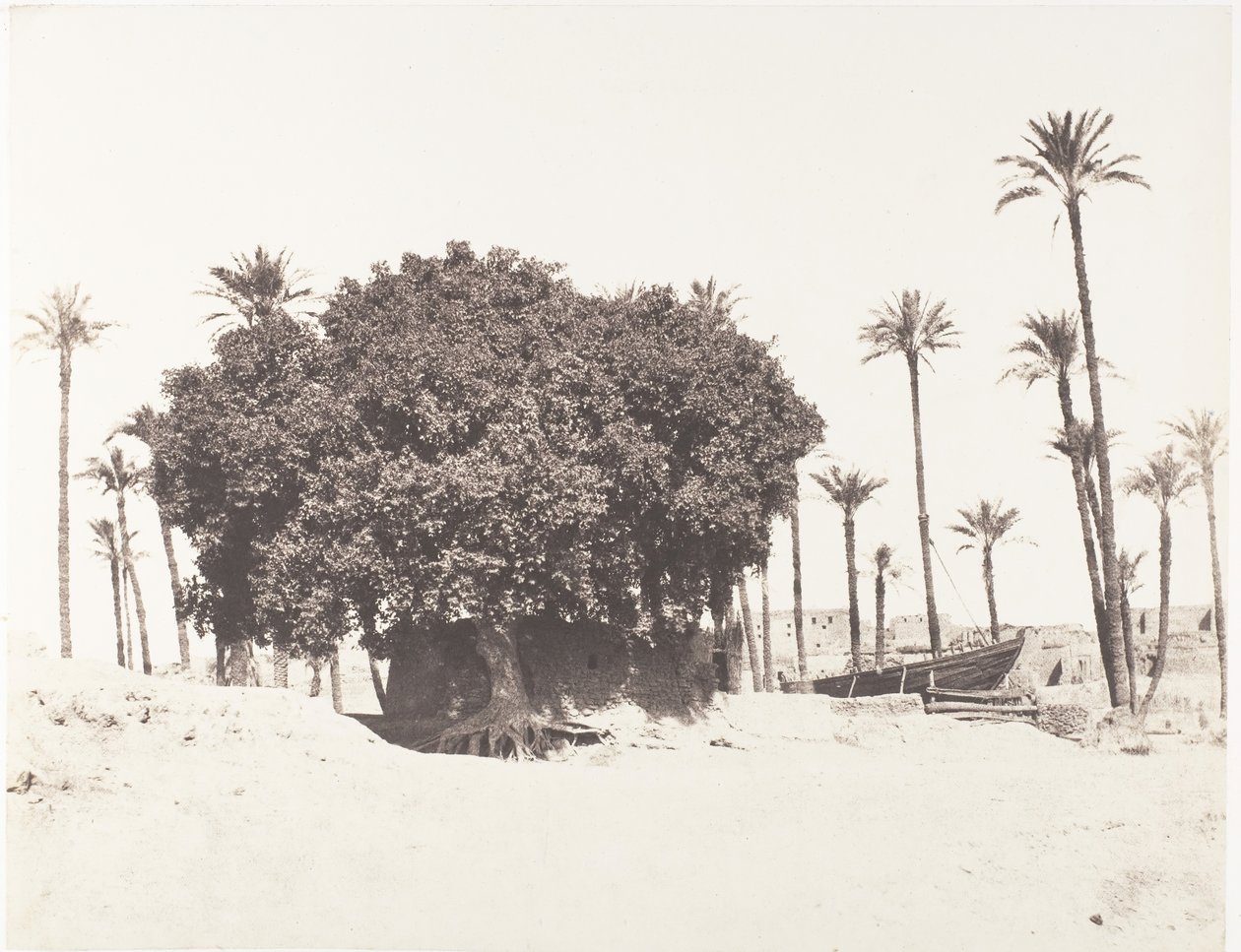 Esneh、Date Palms、Sycamore、Coffee on the Edge of the Nile、1851-52、印刷 1853-54。 作： フェリックス・テイナード