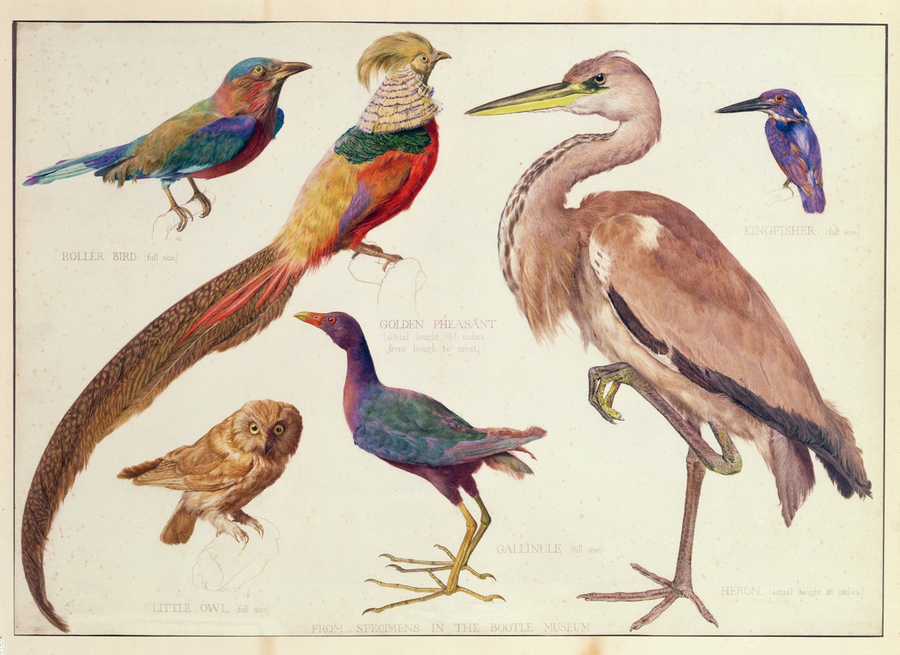 リバプールのブートル博物館の鳥の研究 作： 