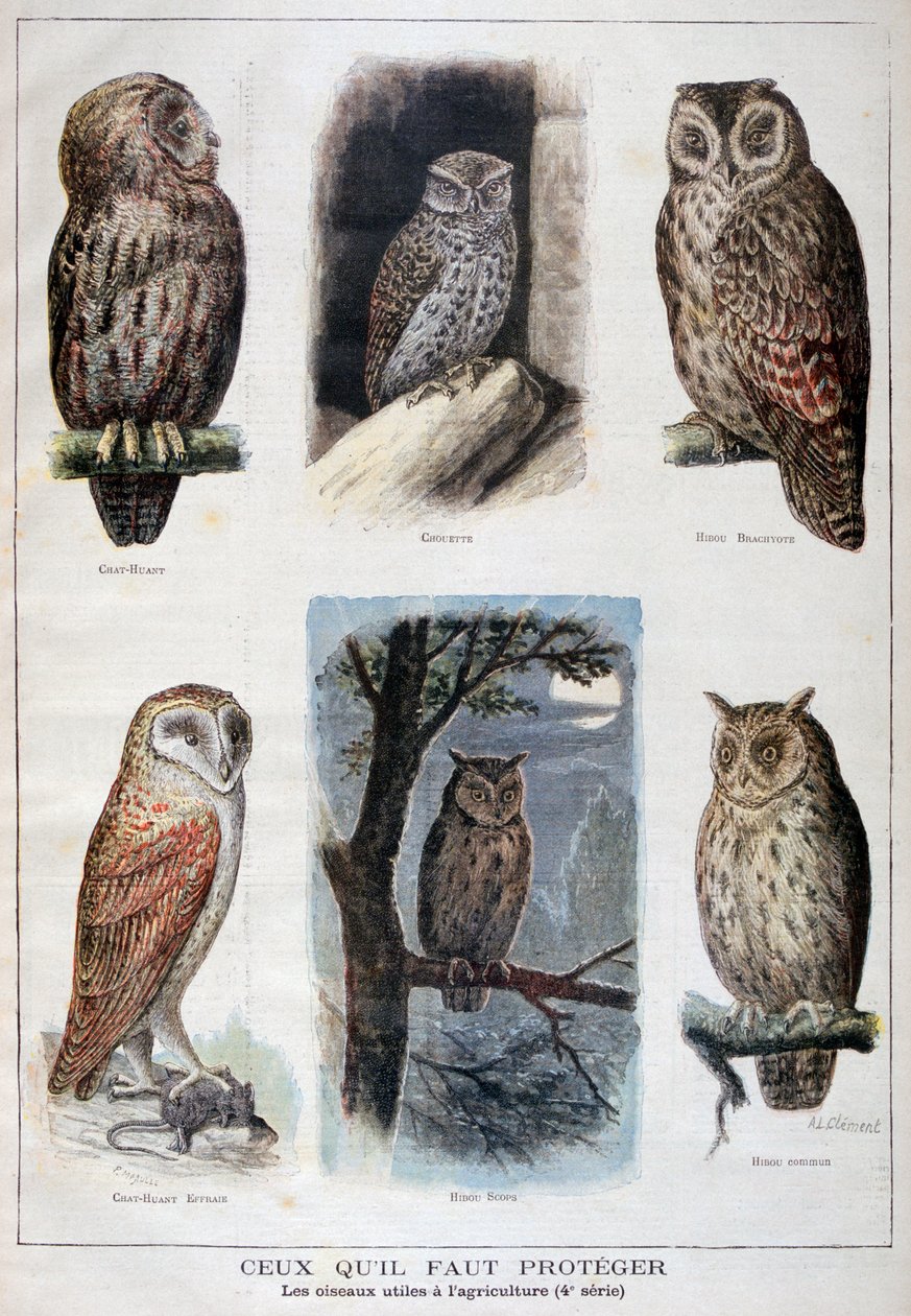 保護され、農業に役立つ鳥、1897 作： フォルトゥネ・メオル