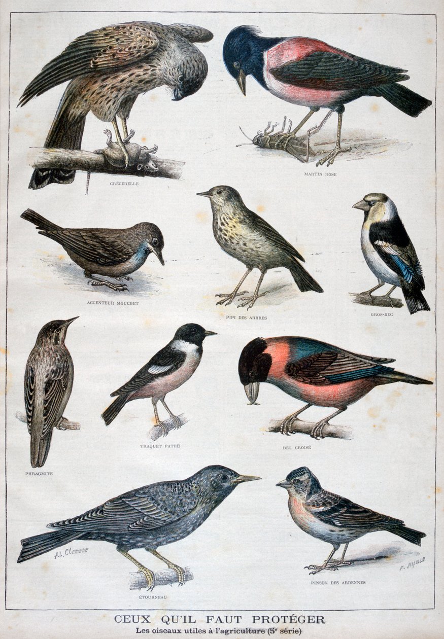 保護され、農業に役立つ鳥、1897 作： フォルトゥネ・メオル