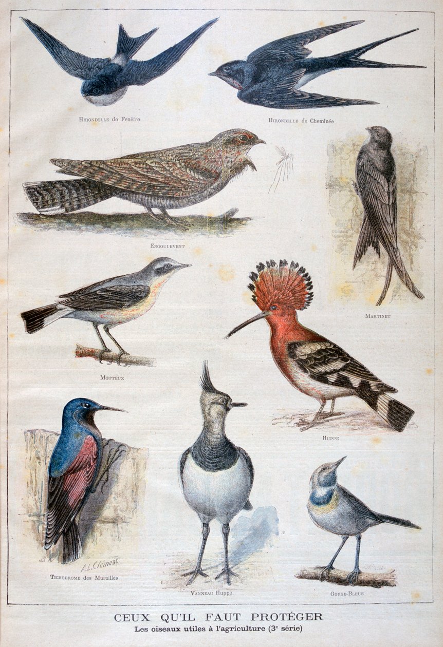 保護され、農業に役立つ鳥、1897 作： フォルトゥネ・メオル