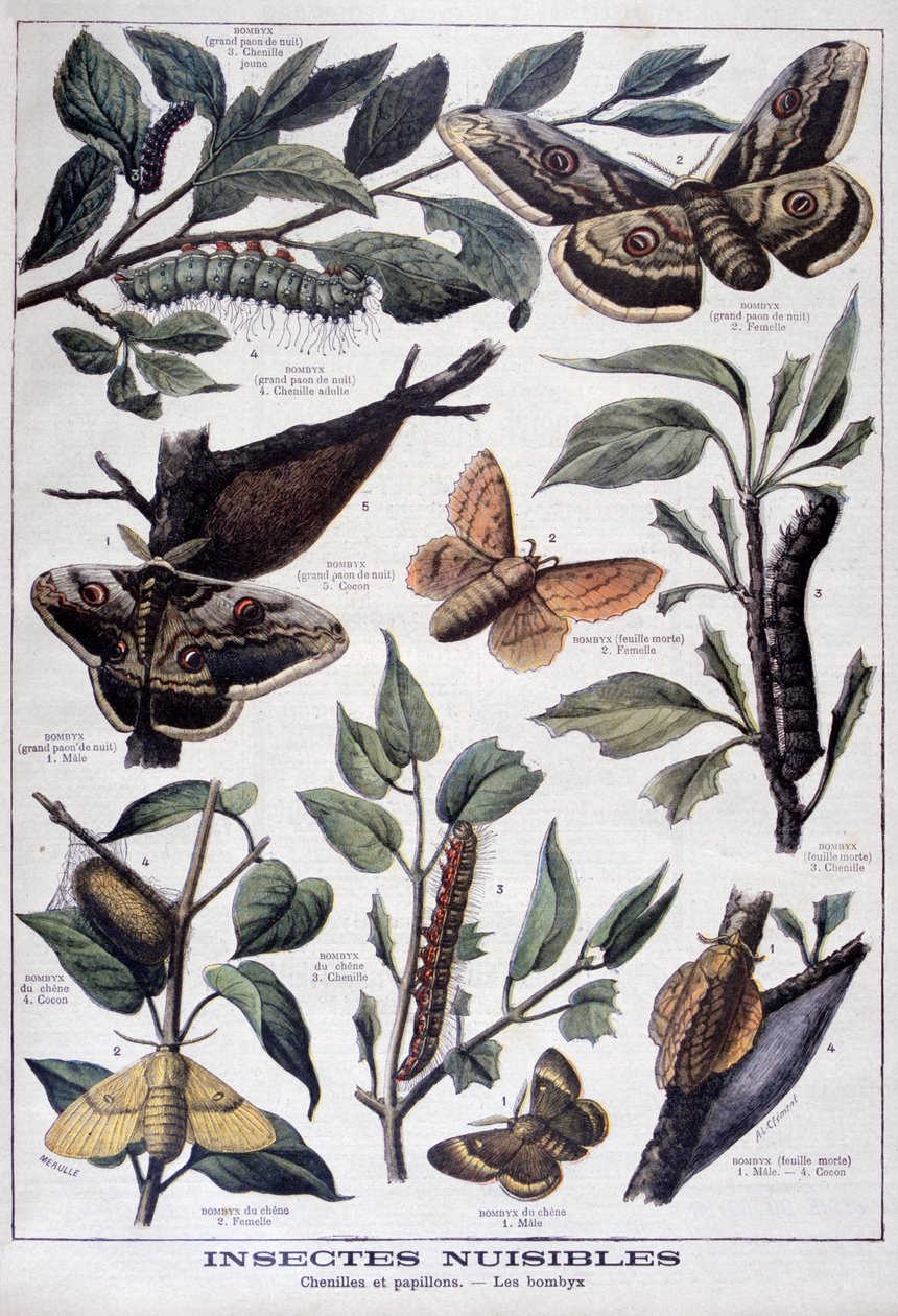 有害な昆虫：毛虫、蝶、蛾、1897年 作： フォルトゥネ・メオル