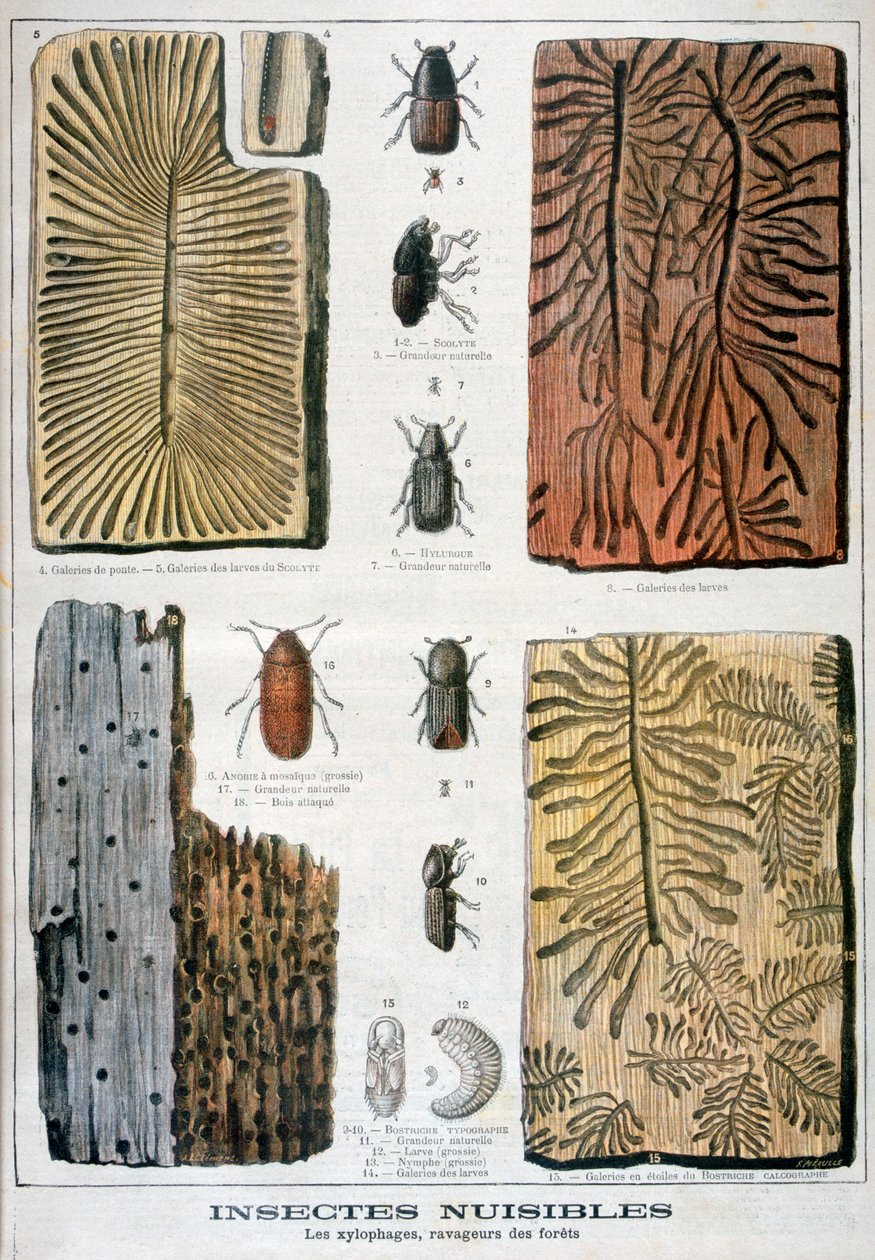 森に害を及ぼす木部昆虫、1897 作： フォルトゥネ・メオル