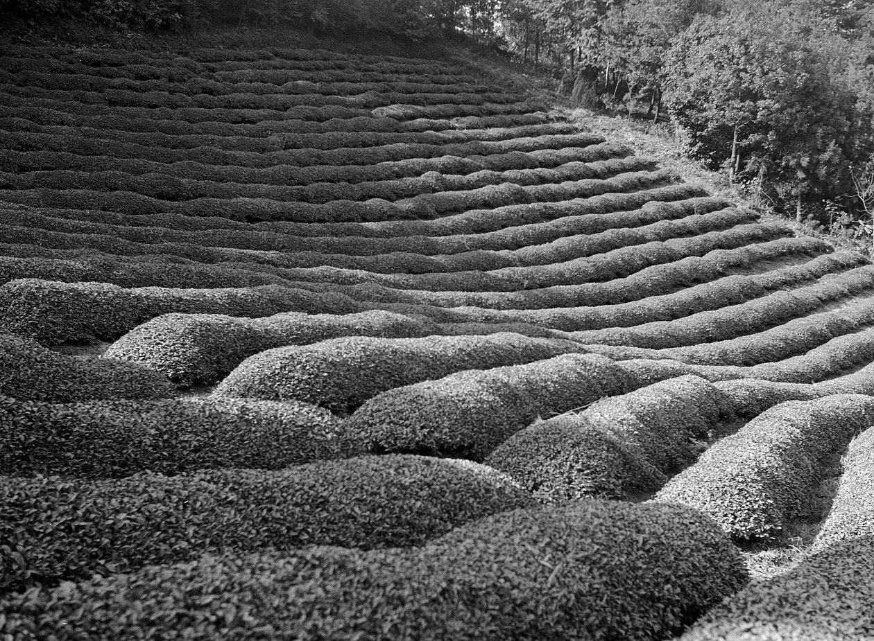 静岡周辺、茶畑 作： フォスコ・マライーニ
