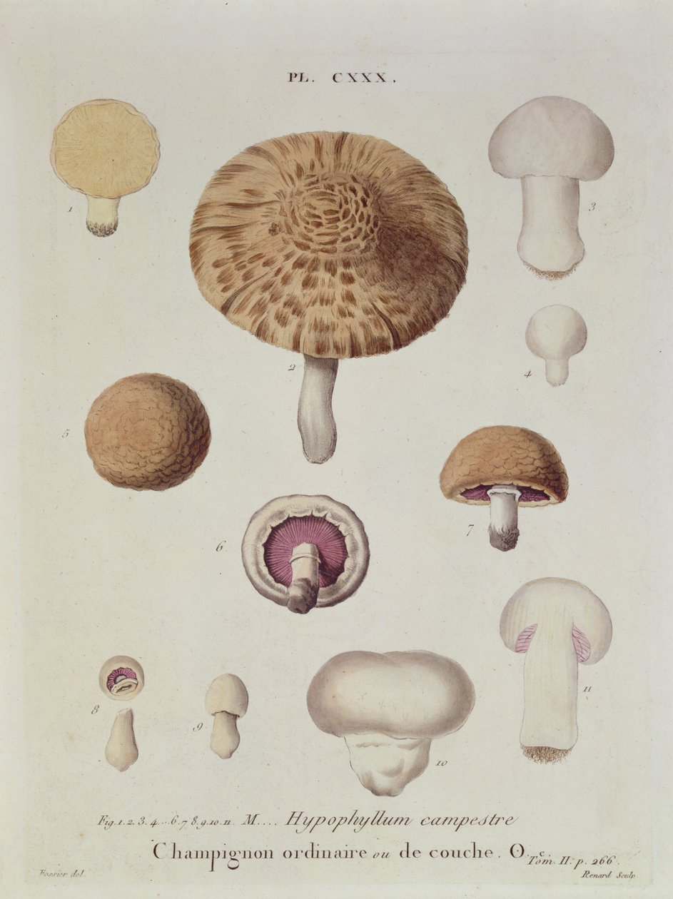 下垂体カンペストレまたはフィールドのキノコ、JHルヴェイユの「Iconographie des Champignons de JJ Paulet」のプレート130、ルナールの彫刻、1855 作： フォッシャー