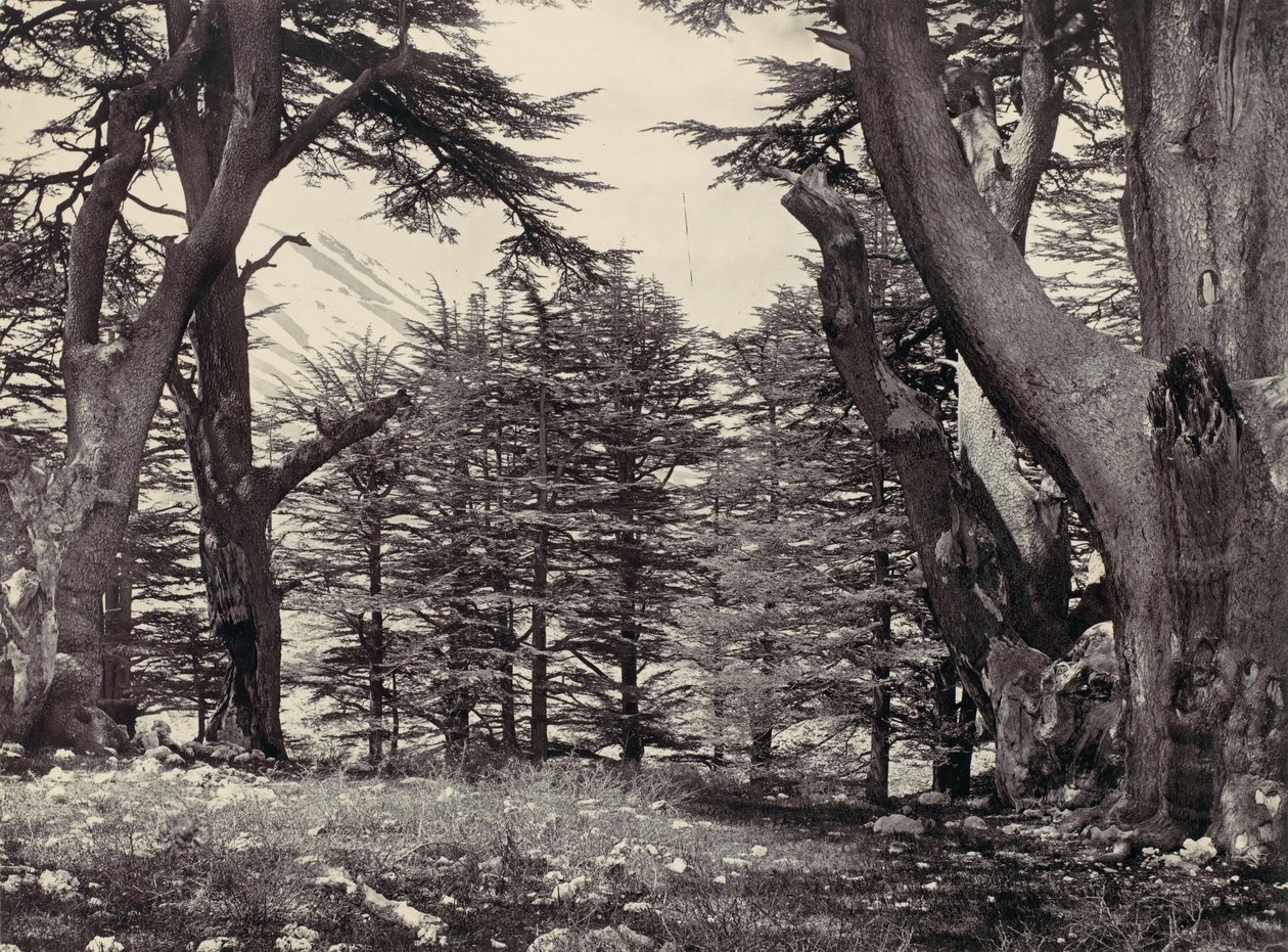 レバノン杉、カリフォルニア州。 1857年。 作： フランシス・フリス