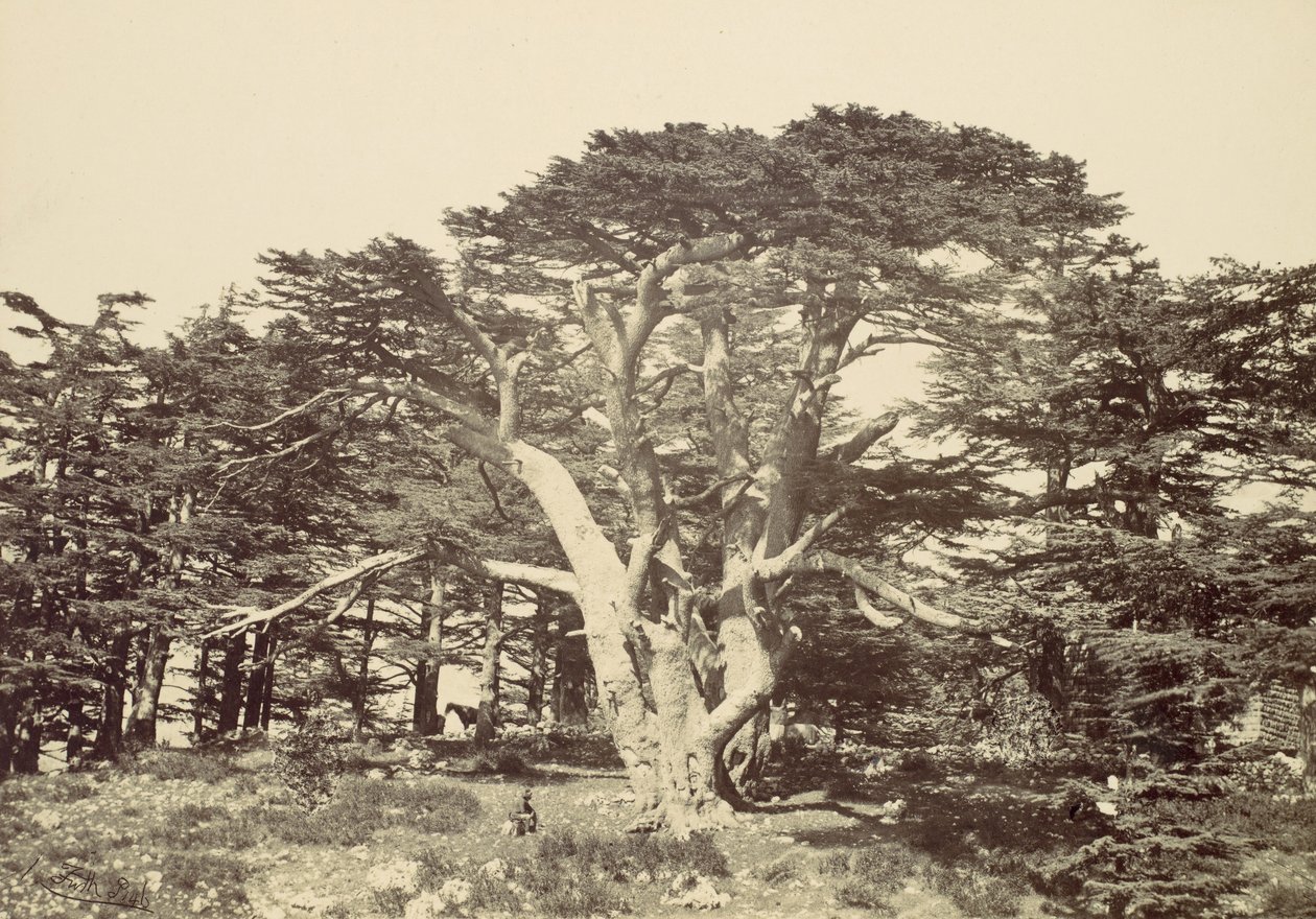 最大の杉、レバノン山、1857年。 作： フランシス・フリス