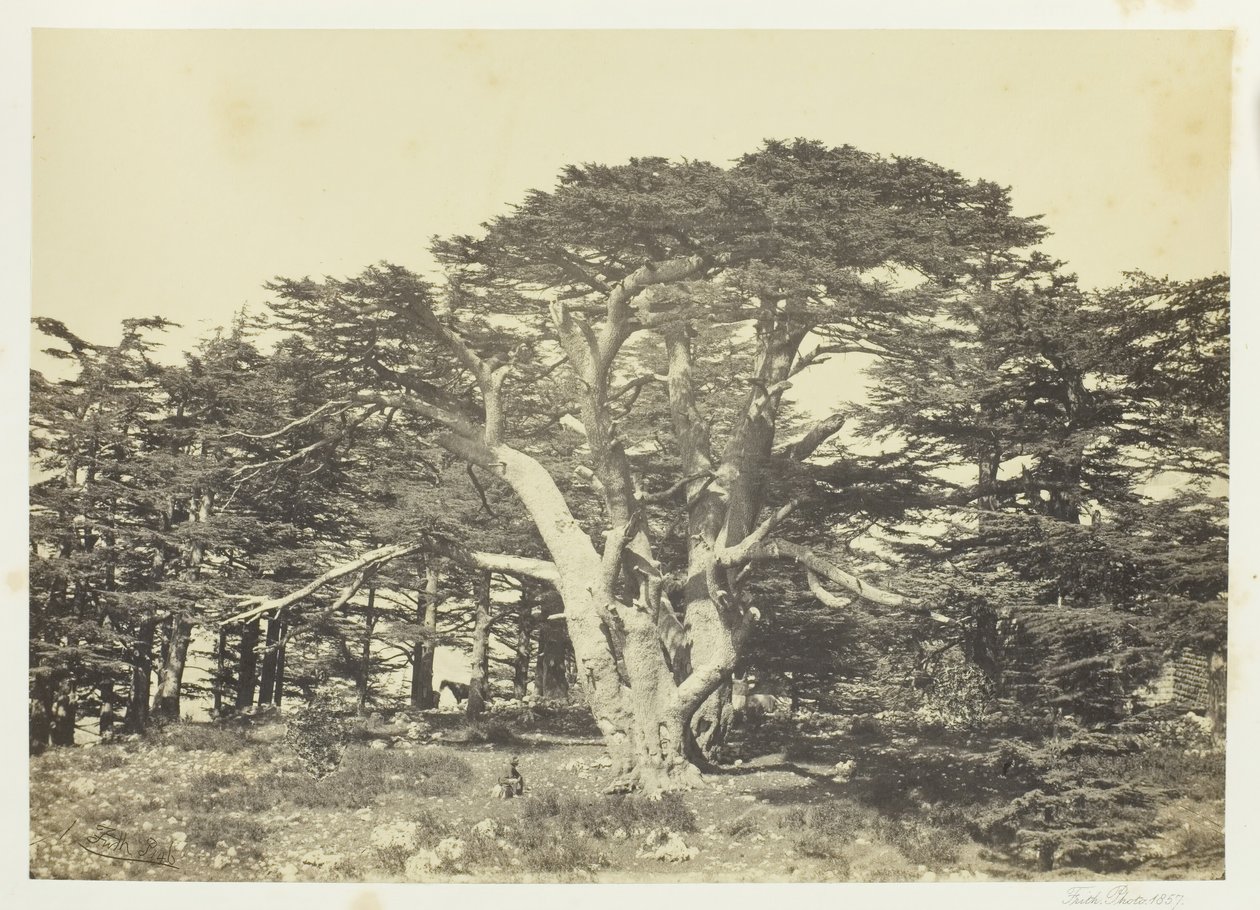最大の杉、レバノン山、1857年。 作： フランシス・フリス