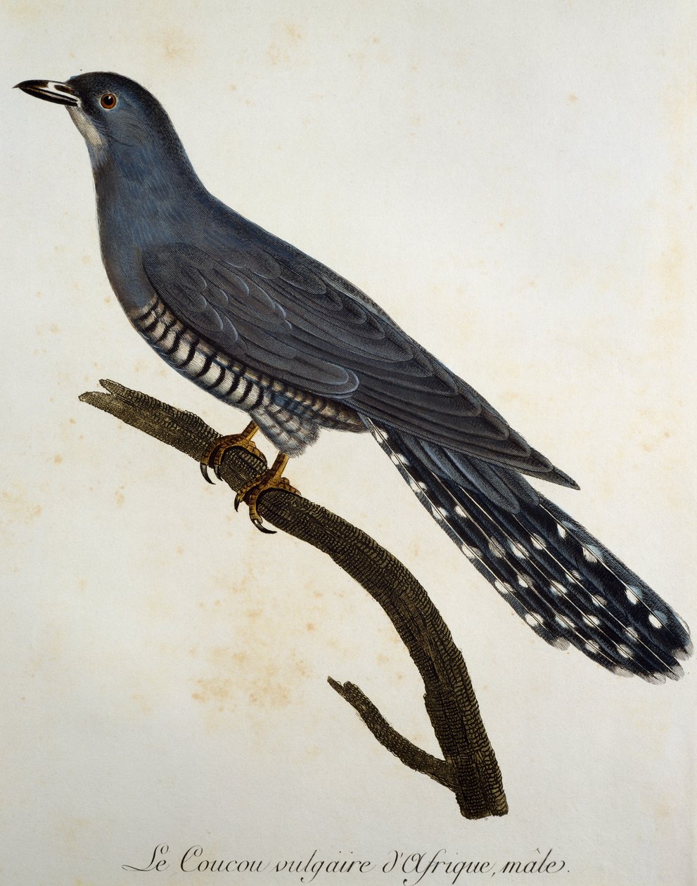 アフリカン・カッコウ（Cuculus gularis）、Francois Le Vaillant（1753-1824）による『Histoire Naturelle des Oiseaux d