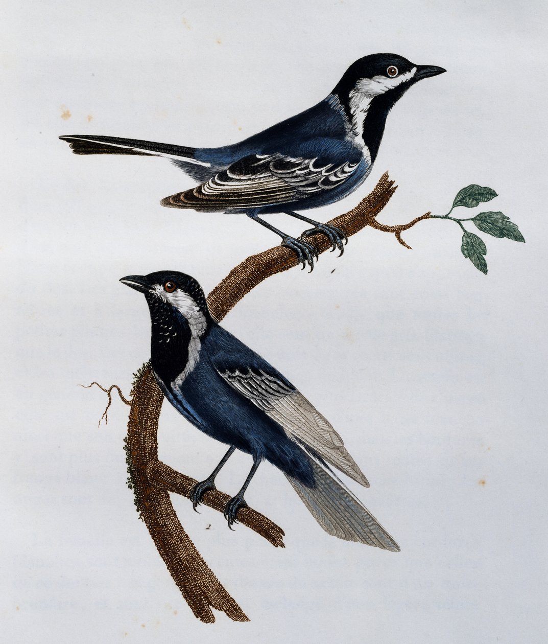 アシュイティ（Parus cinerascens）、「Histoire Naturelle des Oiseaux d