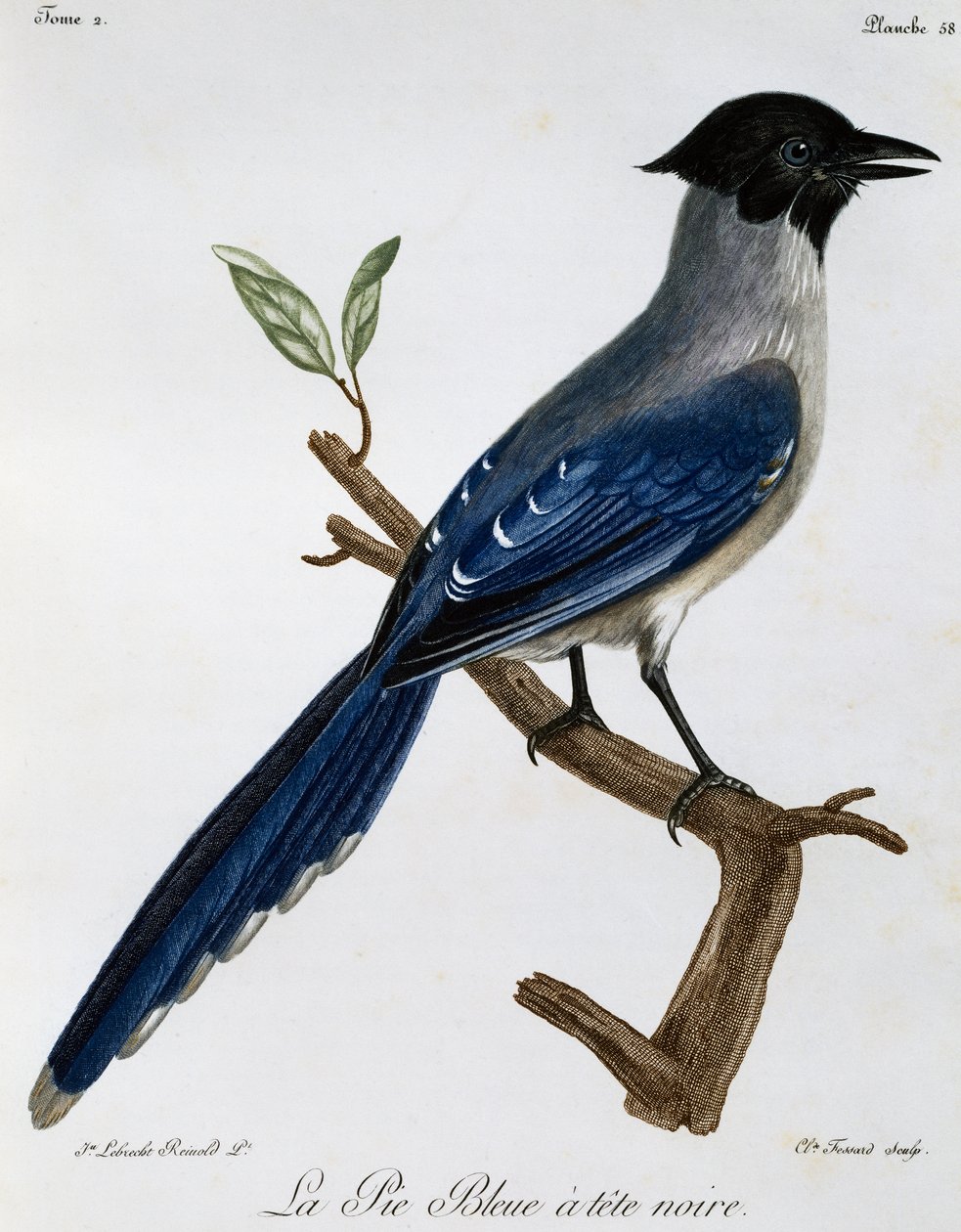 カササギ（Cyanopica cyanus）、『Histoire Naturelle des Oiseaux d