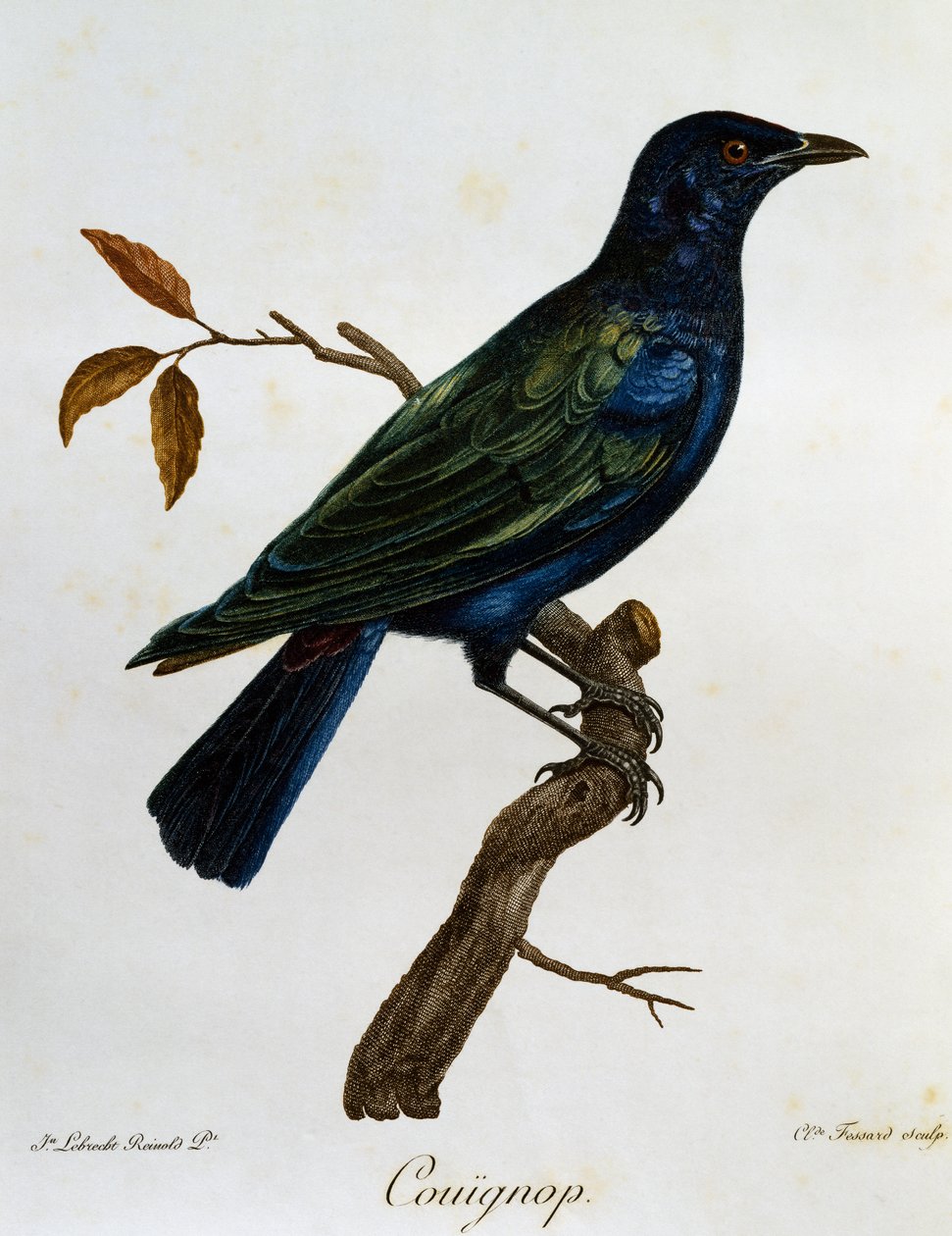 ブラックベリー・グロッシースターリング（Lamprotornis corruscus）、『Histoire Naturelle des Oiseaux d