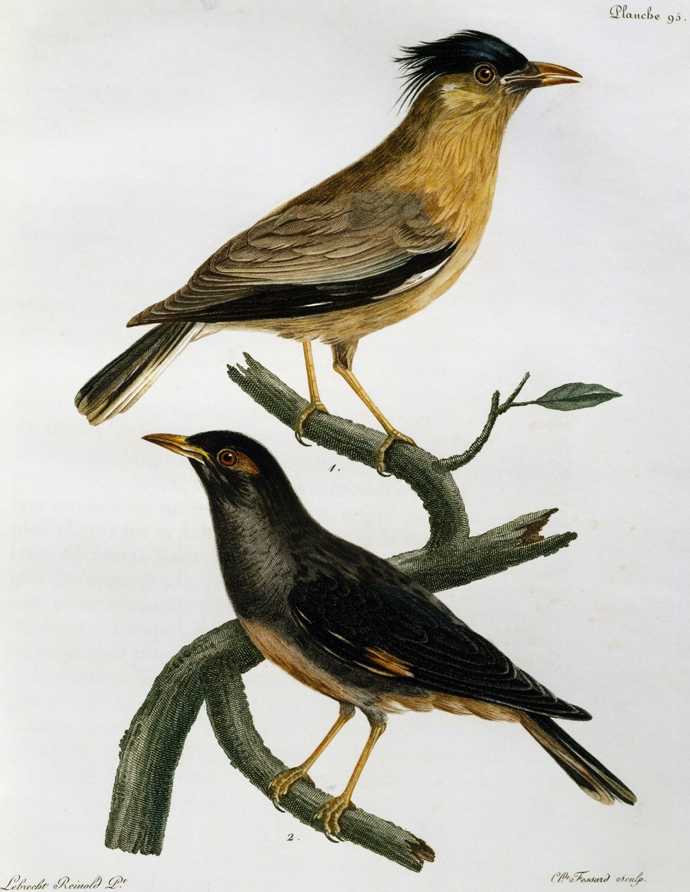 バラ科のムクドリ（Sturnus pagodarum）とその下のバンク・マイナ（Acridotheres ginginianus）（『Histoire Naturelle des Oiseaux d