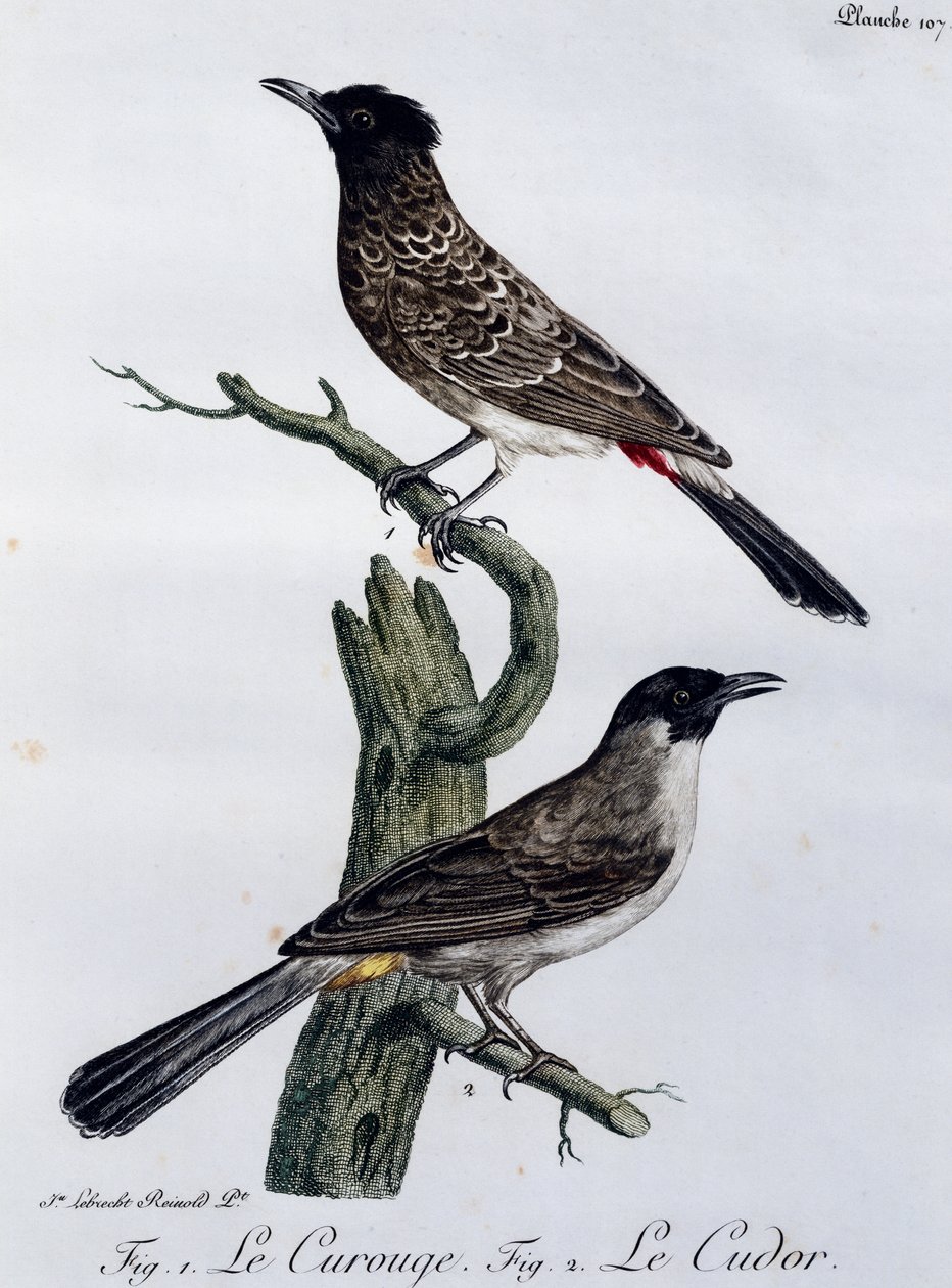 ケープ・ブルブル（Pycnonotus capensis）、下はガーデン・ブルブル（Pycnonotus barbatus）、『Histoire Naturelle des Oiseaux d