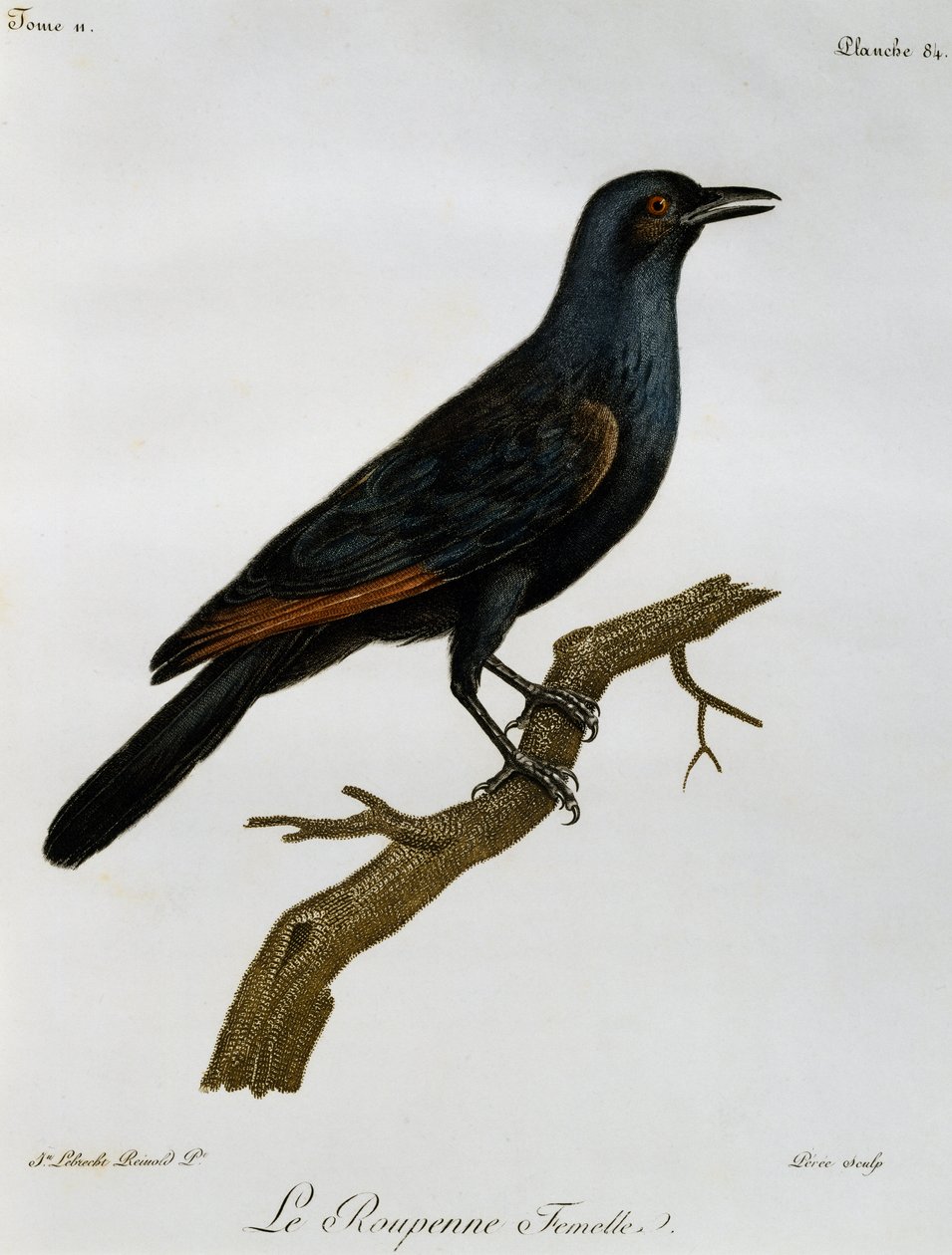 アカムクドリの雌（Onychognathus morio）、『Histoire Naturelle des Oiseaux d