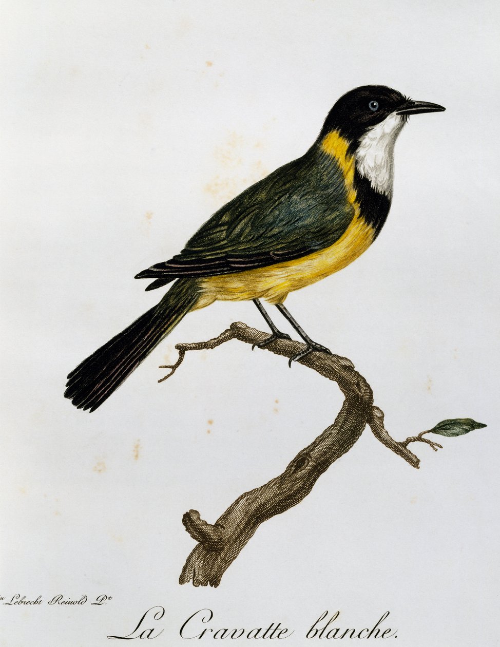 ゴールデン・ウィスラー（Pachycephala pectoralis）、『Histoire Naturelle des Oiseaux d