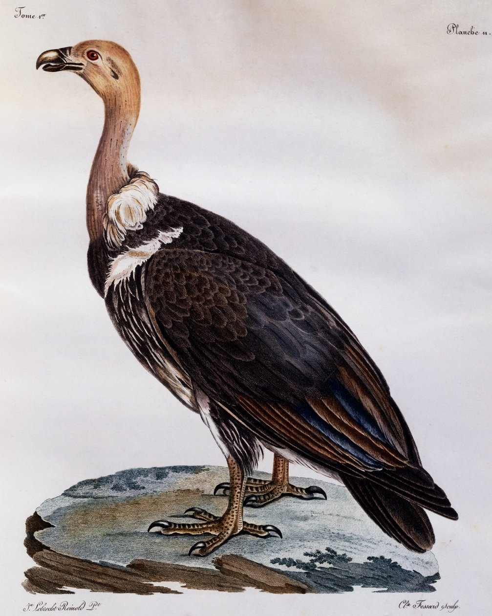 ケープグリフォンの未熟児（Gyps coprotheres）、『Histoire Naturelle des Oiseaux d