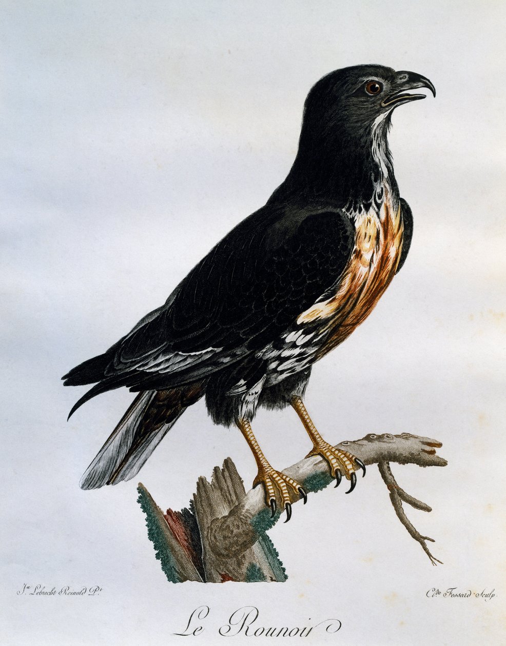 ジャッカル・バザード（Buteo rufofuscus）、「Histoire Naturelle des Oiseaux d