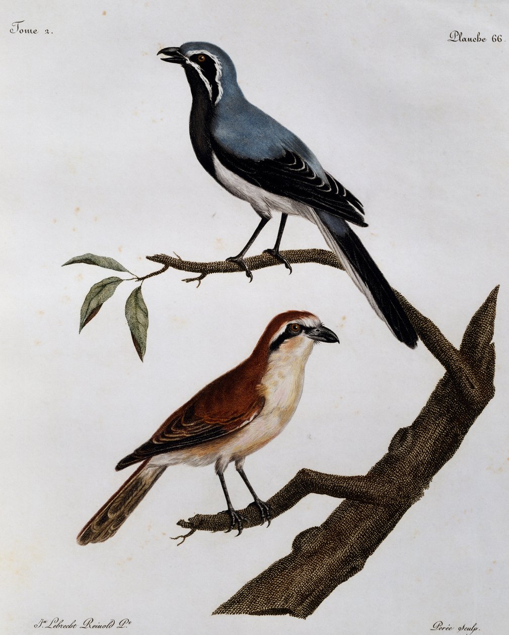 Le Pendeur et le Rousseau」（『Histoire Naturelle des Oiseaux d