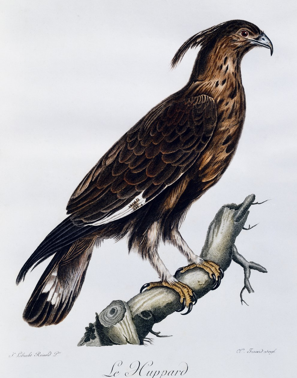 ロングカンムリワシ（Lophaetus occipitalis）、「Histoire Naturelle des Oiseaux d