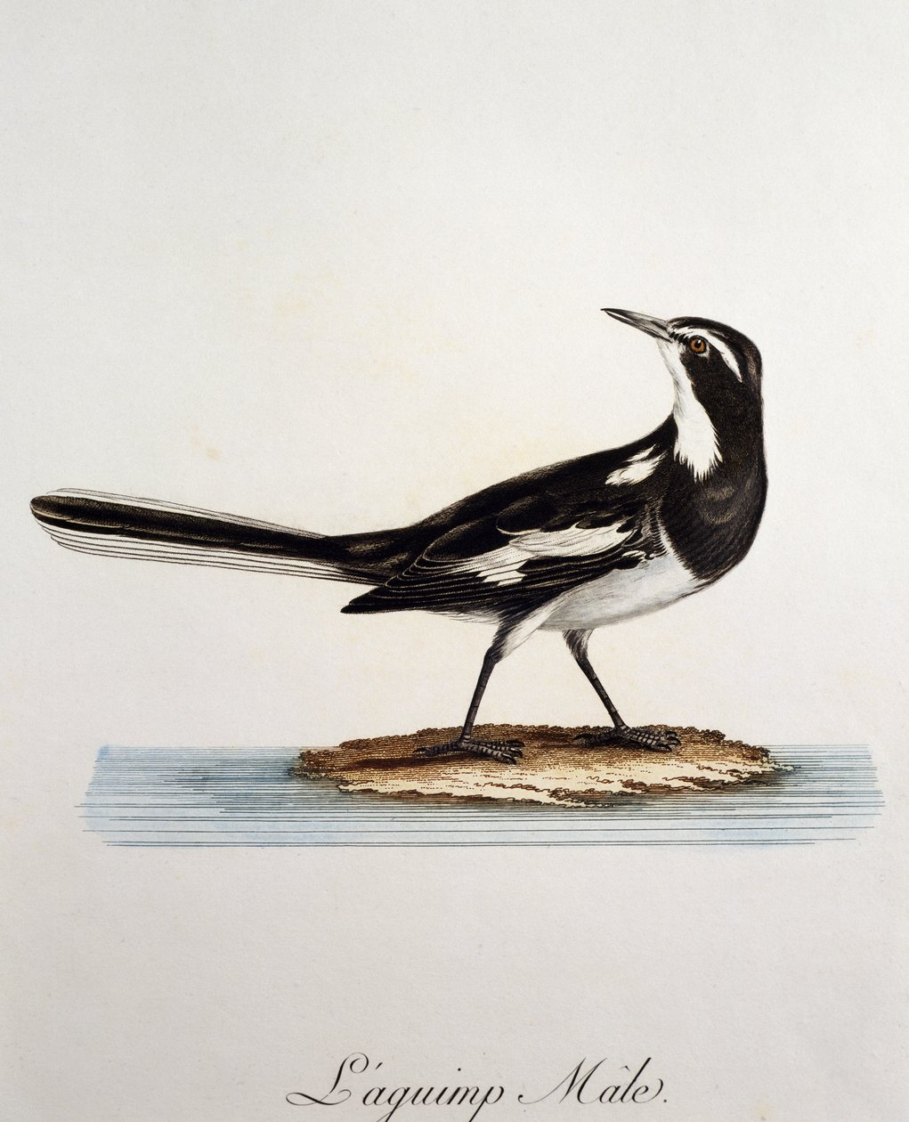 アフリカハクセキレイ（Motacilla aguimp）のオス、Francois Le Vaillant（1753-1824）による『Histoire Naturelle des Oiseaux d