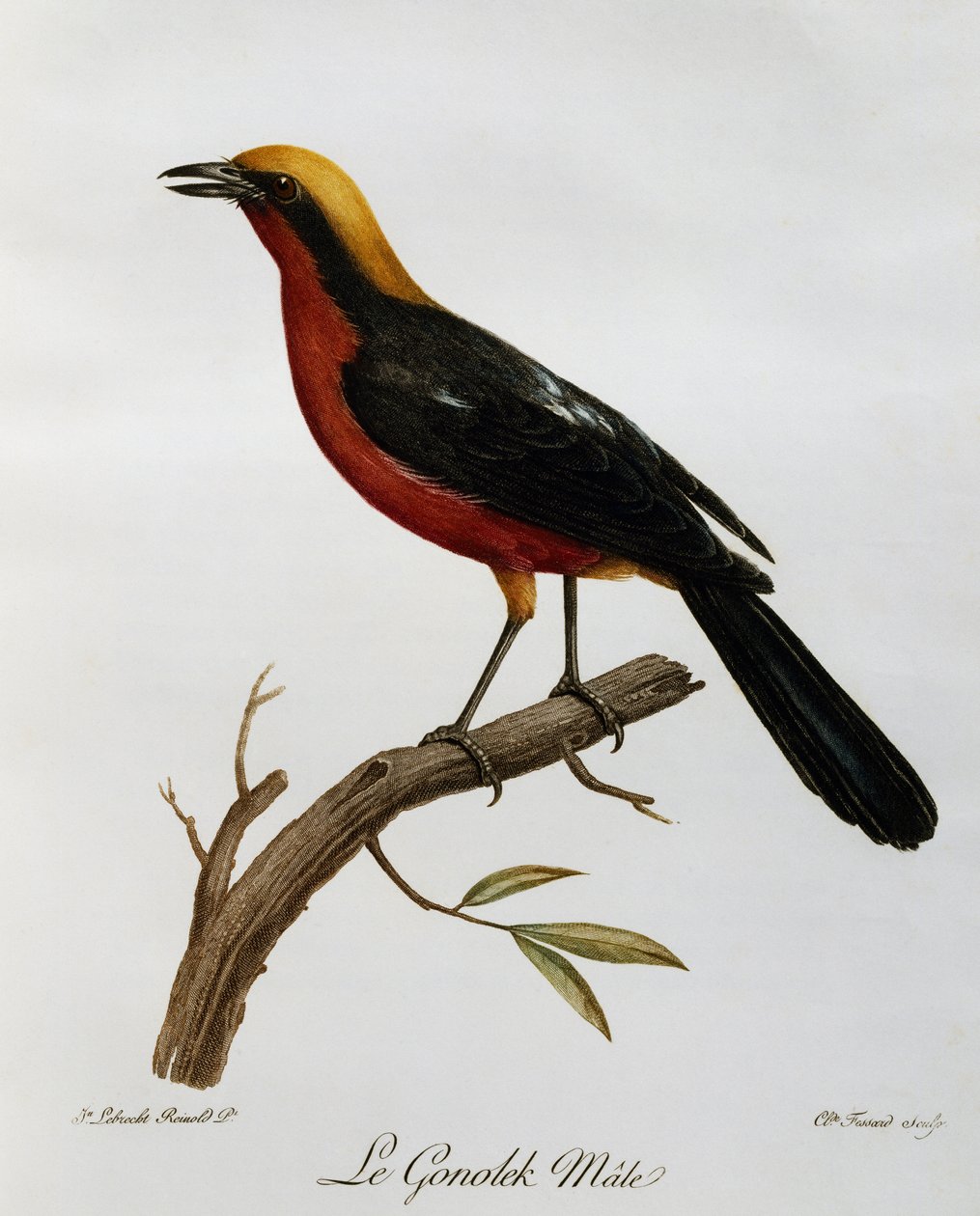 ゴノキのオス（Laniarius barbarus）、「Histoire Naturelle des Oiseaux d