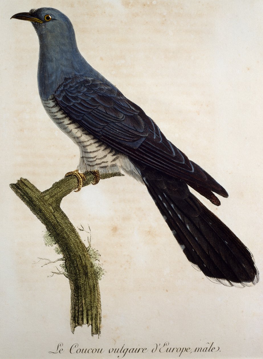 Cuco eurasiano masculino (Cuculus canorus), gravura de Histoire Naturelle des Oiseaux d