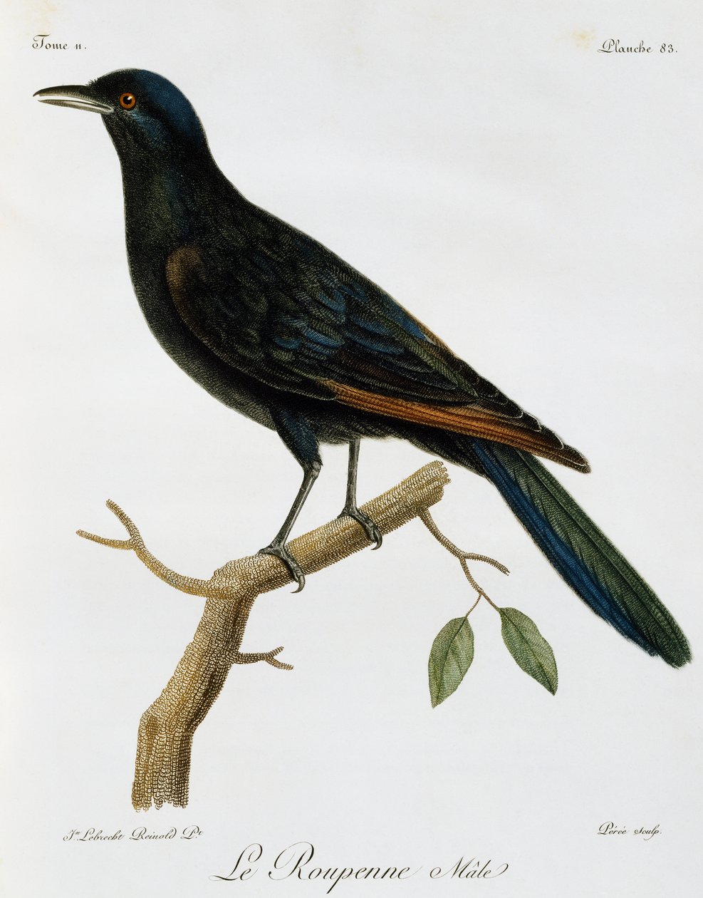 アカムクドリのオス（Onychognathus morio）、『Histoire Naturelle des Oiseaux d