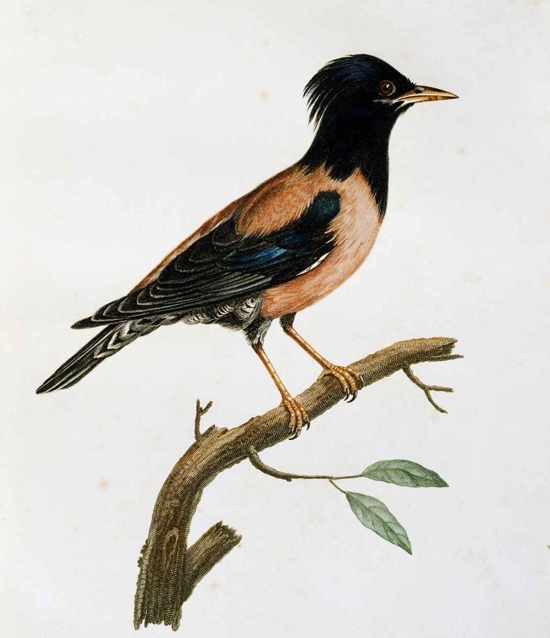 バラ色のムクドリ（Sturnus roseus）のオス、「Histoire Naturelle des Oiseaux d