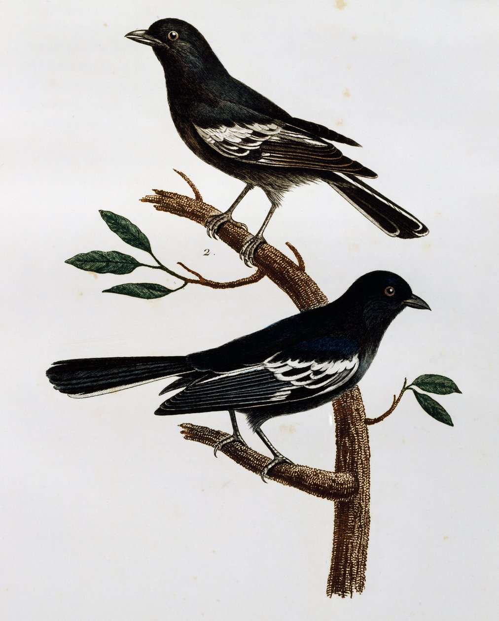 シジュウカラの雌雄、「Histoire Naturelle des Oiseaux d