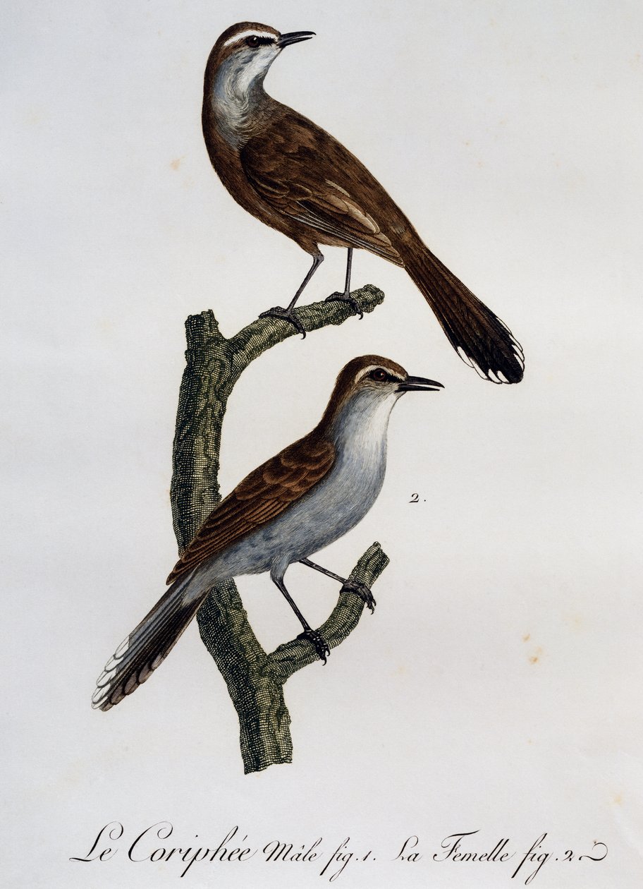 カルー・スクラブ・ロビン（Cercotrichas coryphoeus）の雌雄、「Histoire Naturelle des Oiseaux d