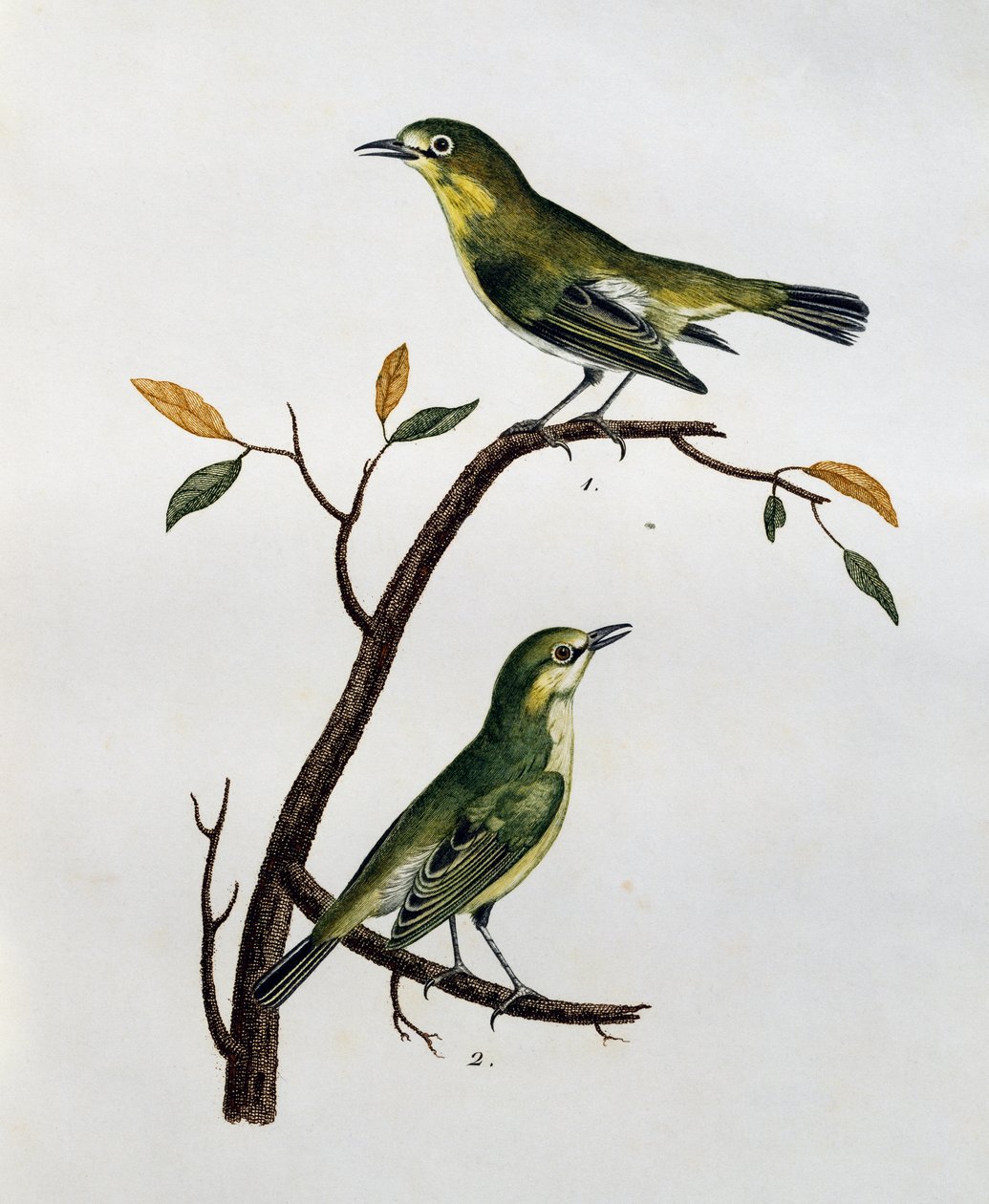 ペールホワイトアイ（Zosterops pallidus）のオスとメス、「Histoire Naturelle des Oiseaux d