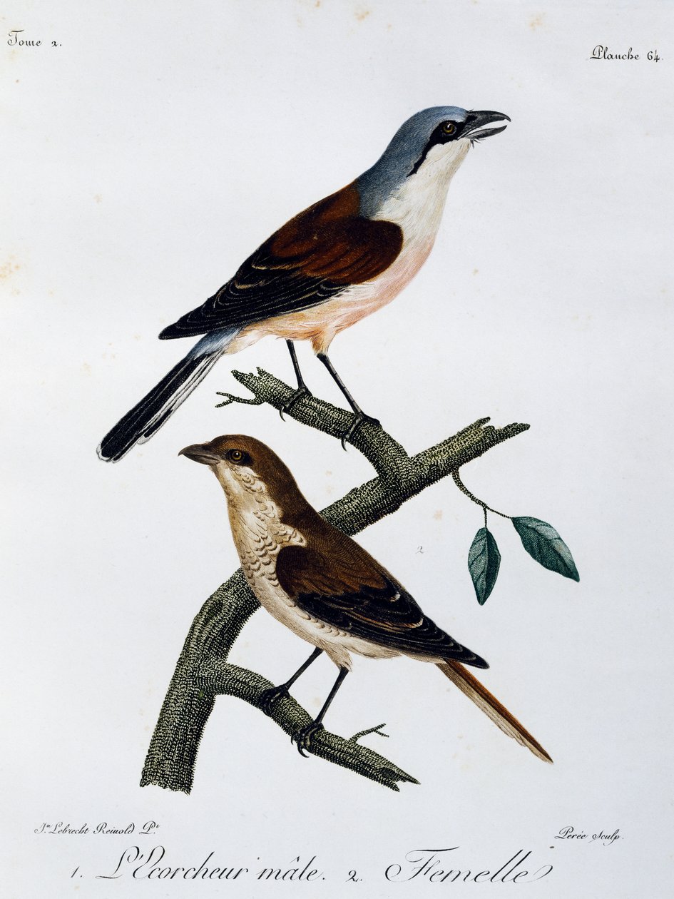 アカハラモズ（Lanius collurio）のオスとメス、『Histoire Naturelle des Oiseaux d