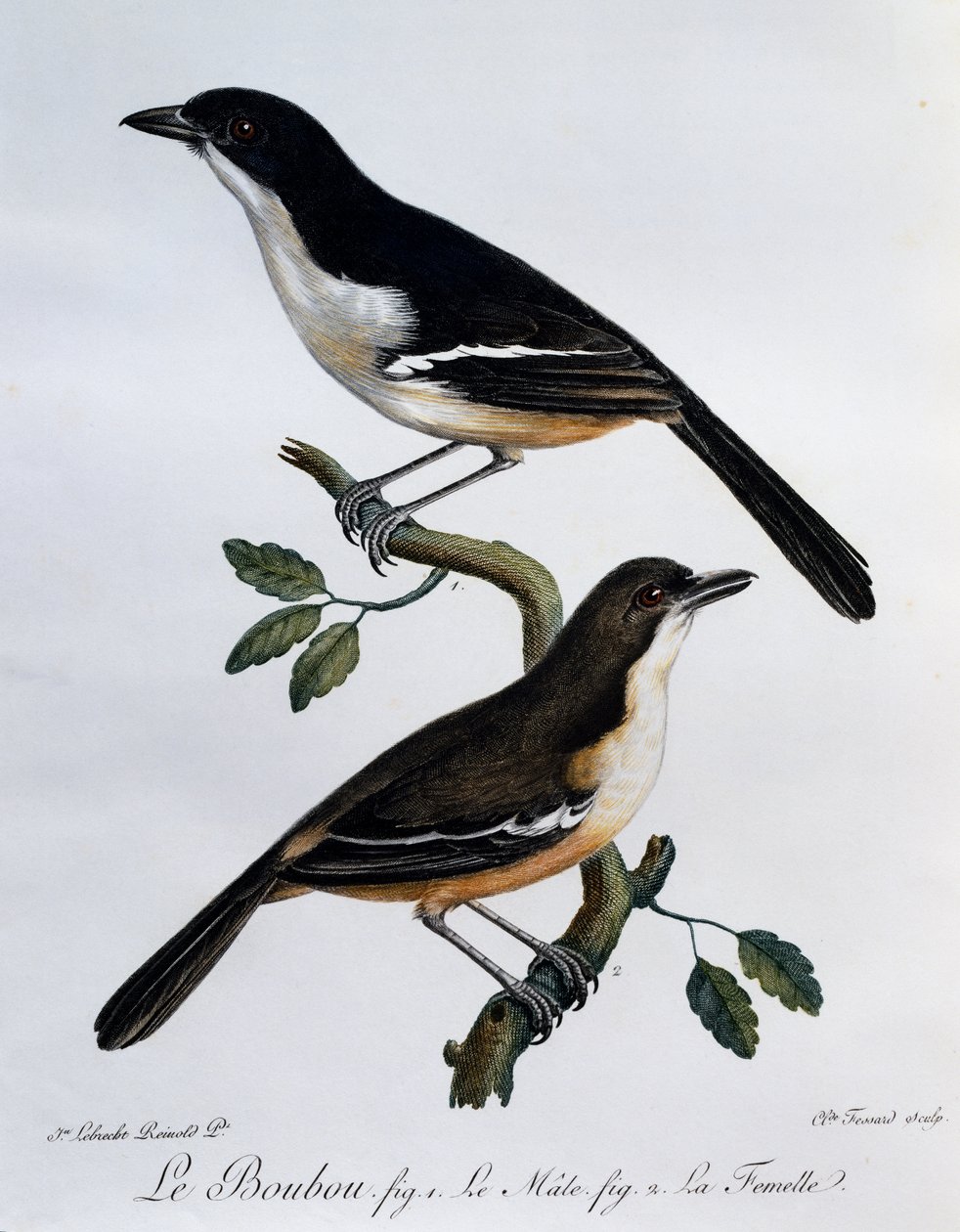 南部ブーブー（Laniarius ferrugineus）の雌雄、「Histoire Naturelle des Oiseaux d